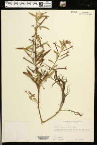 Ludwigia leptocarpa image