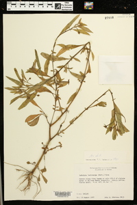 Ludwigia leptocarpa image