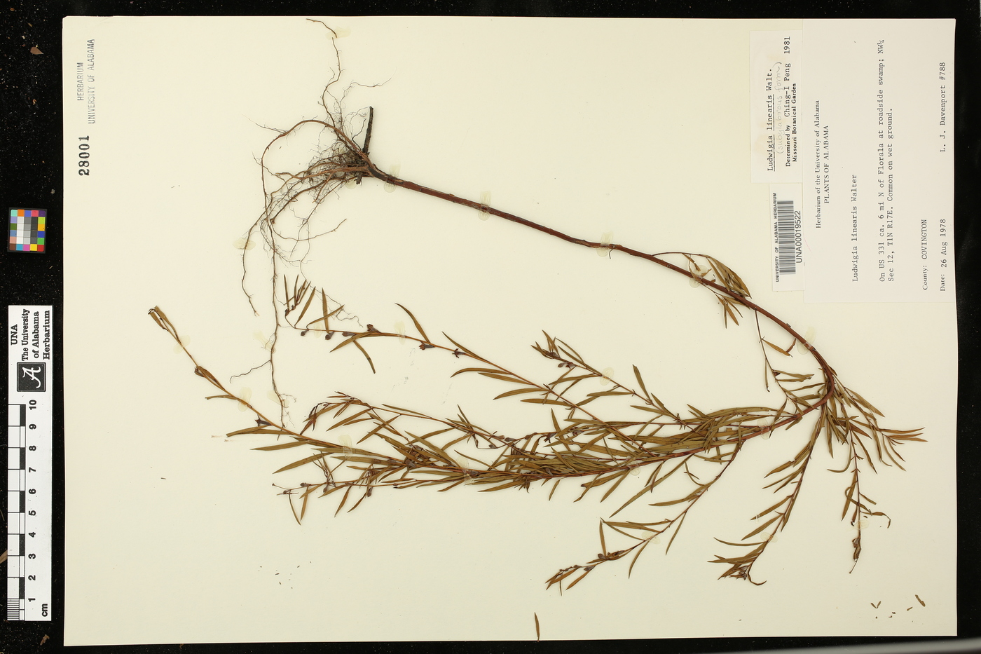 Ludwigia linearis image