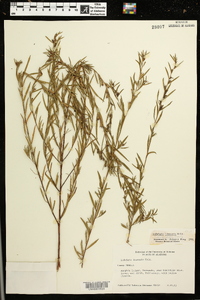 Ludwigia linearis image