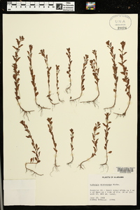 Ludwigia microcarpa image