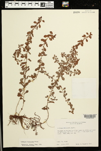 Ludwigia microcarpa image