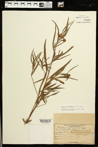 Ludwigia octovalvis image