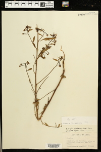 Ludwigia leptocarpa image