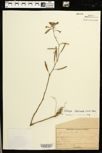 Ludwigia leptocarpa image