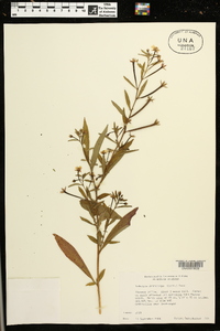 Ludwigia leptocarpa image