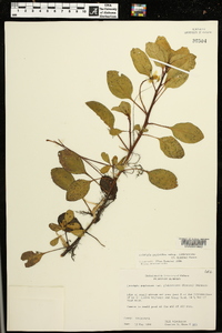 Ludwigia peploides image