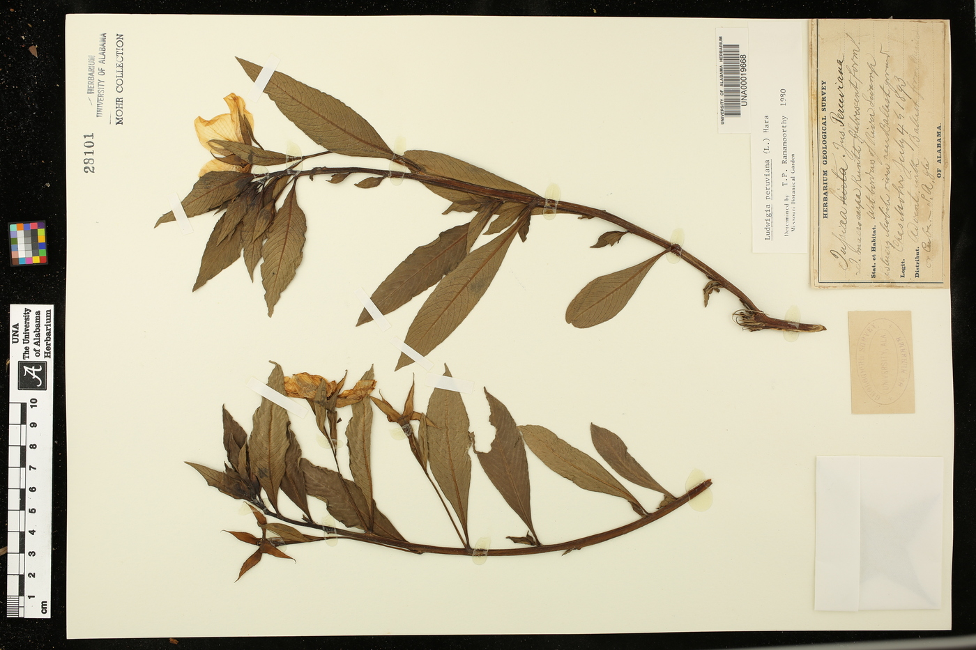 Ludwigia peruviana image