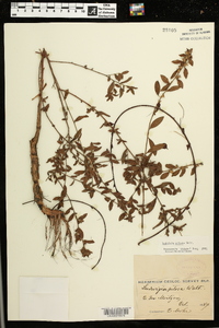 Ludwigia pilosa image