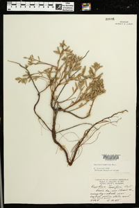 Oenothera humifusa image