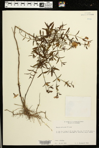 Rhexia aristosa image