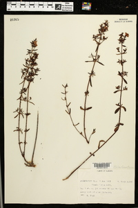 Rhexia lutea image