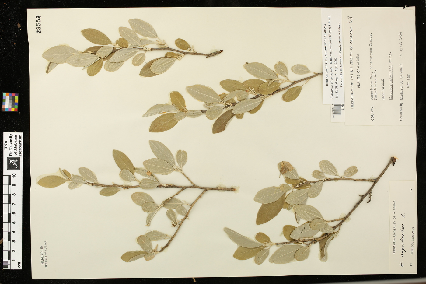 Elaeagnus umbellata var. parvifolia image