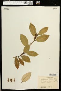 Elaeagnus pungens image