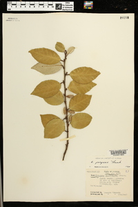 Elaeagnus pungens image