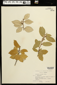 Elaeagnus pungens image