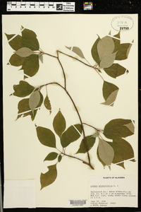 Cornus alternifolia image