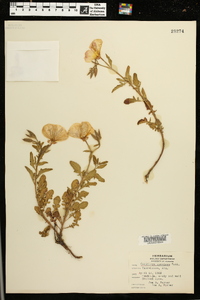 Oenothera speciosa image