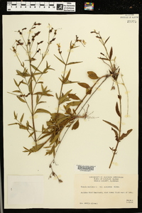 Rhexia mariana var. purpurea image