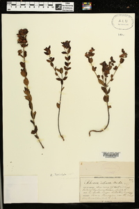 Rhexia petiolata image