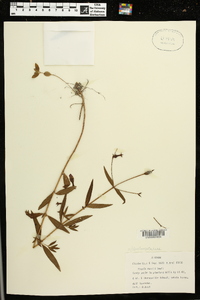 Rhexia nashii image