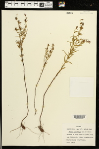 Rhexia salicifolia image