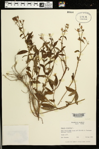 Rhexia virginica image