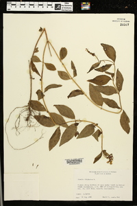 Rhexia virginica image