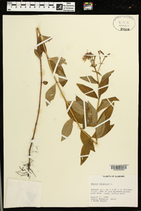 Rhexia virginica image