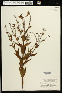 Rhexia virginica image