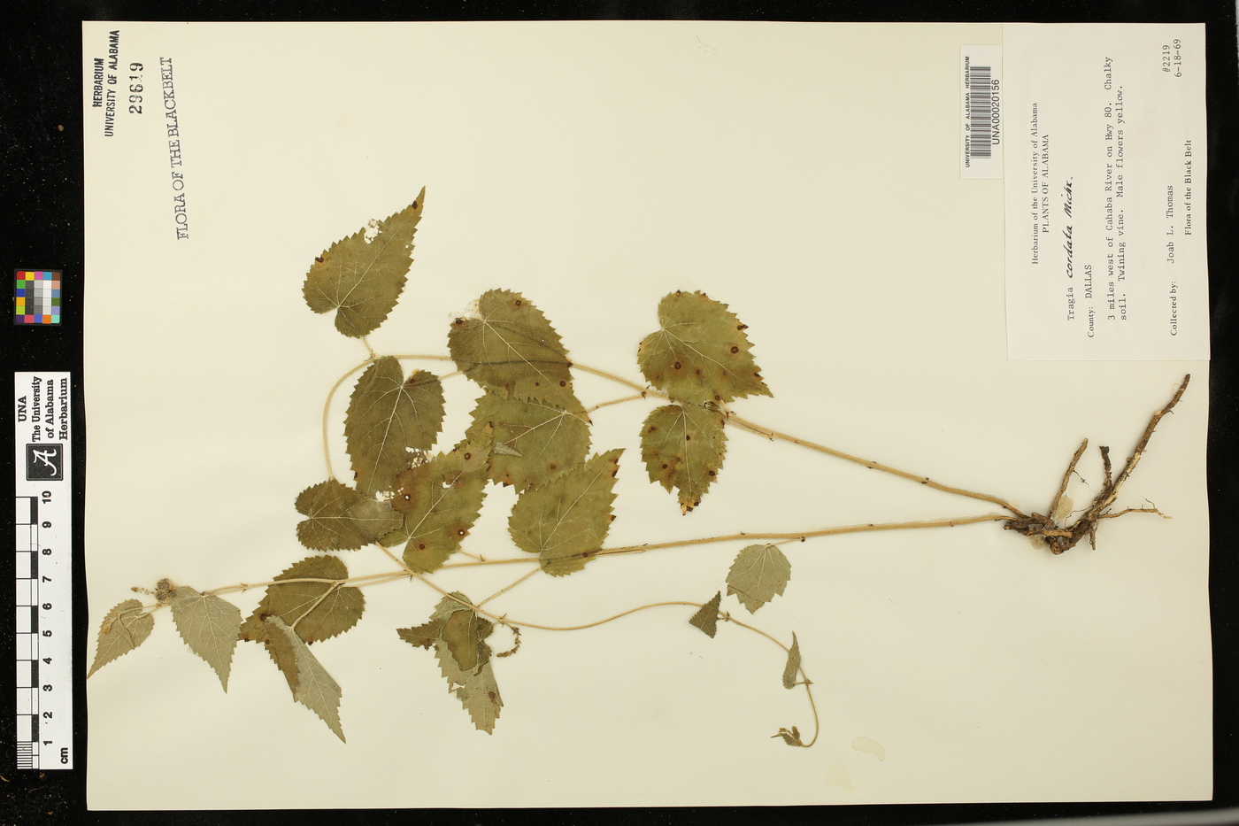 Tragia cordata image