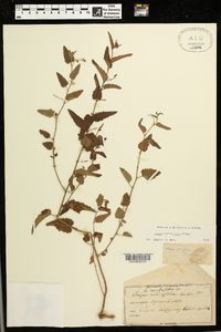 Tragia urticifolia image