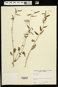 Tragia urticifolia image