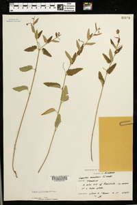 Tragia urticifolia image