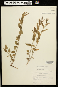 Tragia urticifolia image