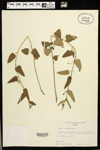 Tragia urticifolia image