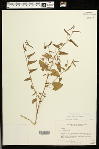 Tragia urticifolia image