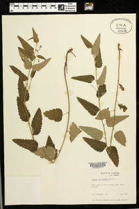 Tragia urticifolia image