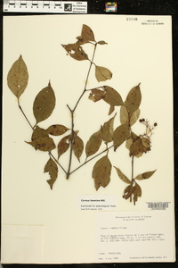 Cornus foemina image