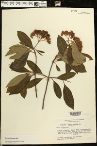 Cornus stricta image