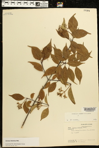 Cornus stricta image