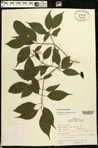 Cornus stricta image