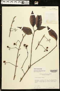 Cornus stricta image