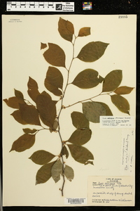 Ilex ambigua image