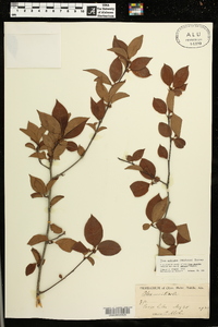 Ilex ambigua image