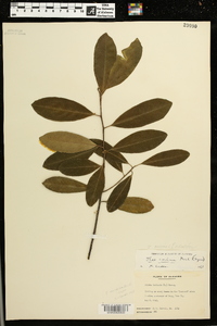 Ilex cassine image