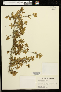 Ilex myrtifolia image