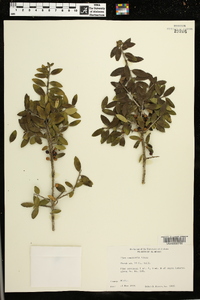 Ilex vomitoria image