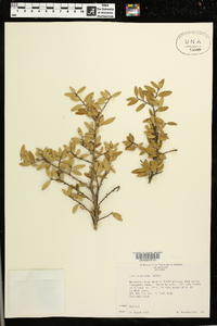 Ilex vomitoria image