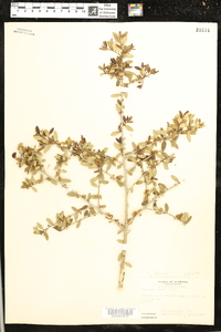 Ilex vomitoria image